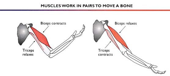 Explain why skeletal muscles work in pairs to move a bone.